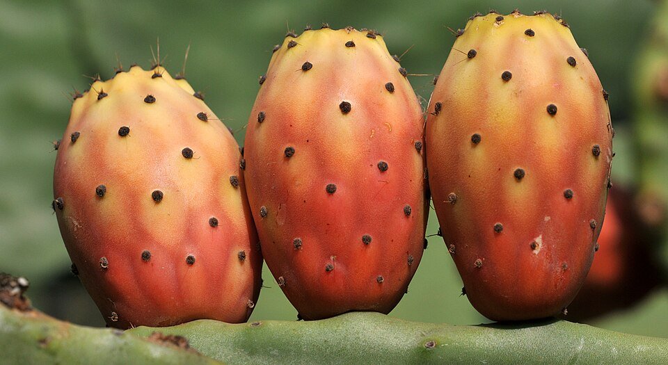 Opuntia tuna cactus met levendige groene platte pads en scherpe stekels.