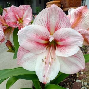 Rode Amaryllis bloem op zwarte achtergrond.