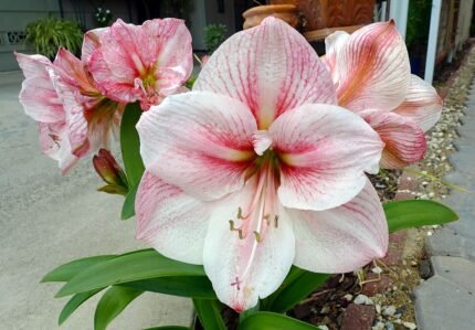 Rode Amaryllis bloem op zwarte achtergrond.