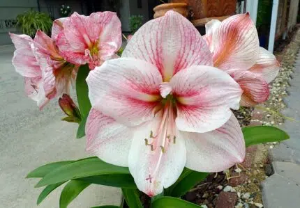 Rode Amaryllis bloem op zwarte achtergrond.