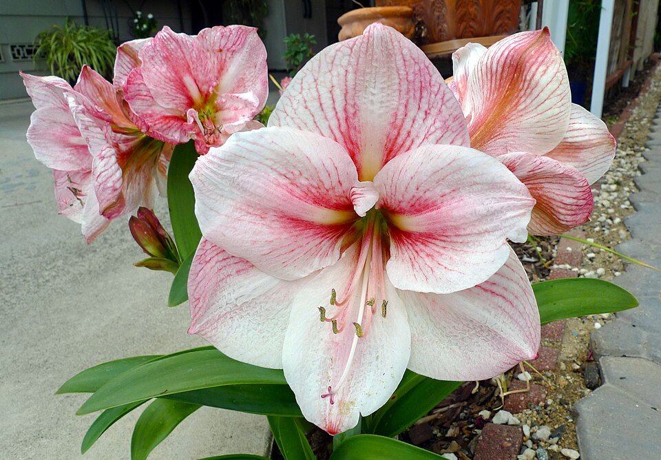 Rode Amaryllis bloem op zwarte achtergrond.