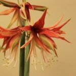 Rode en witte Hippeastrum Cybister bloem in close-up.
