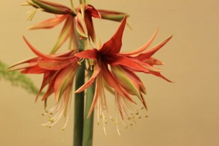 Rode en witte Hippeastrum Cybister bloem in close-up.