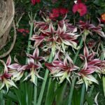 Hippeastrum papilio bloemen met groene en witte strepen.