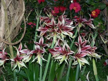 Hippeastrum papilio bloemen met groene en witte strepen.