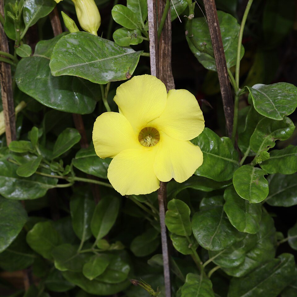 Yellow Pentalinon luteum flower in full bloom with bright petals and green leaves.