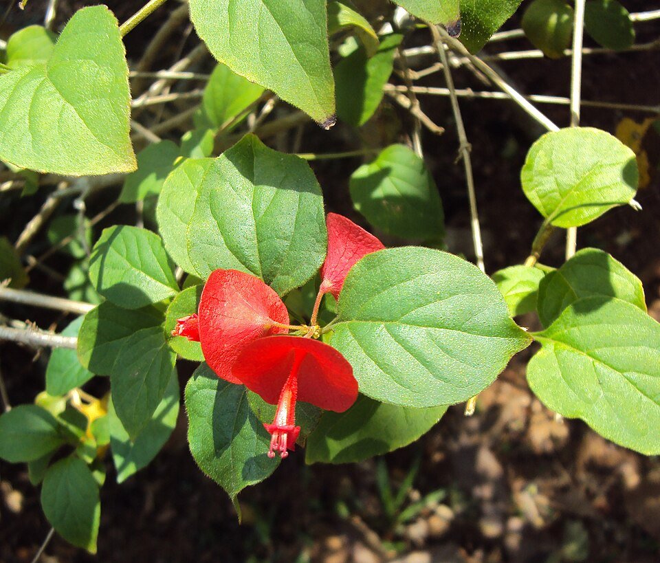 Holmskioldia bloeiende rode bloemen op groene bladeren.