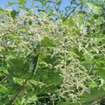 Holodiscus discolor plant met delicate witte bloemen en groene bladeren.
