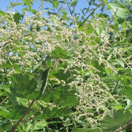 Holodiscus discolor plant met delicate witte bloemen en groene bladeren.