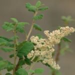 Bloeiende Holodiscus dumosus struik met witte bloemen en groene bladeren.