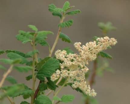 Bloeiende Holodiscus dumosus struik met witte bloemen en groene bladeren.