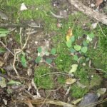 Omalanthus populifolius plant met groene bladeren en rode stelen.