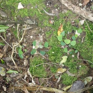 Omalanthus populifolius plant met groene bladeren en rode stelen.