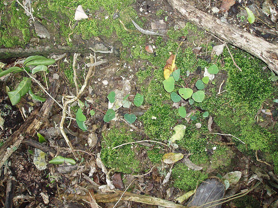 Omalanthus populifolius plant met groene bladeren en rode stelen.