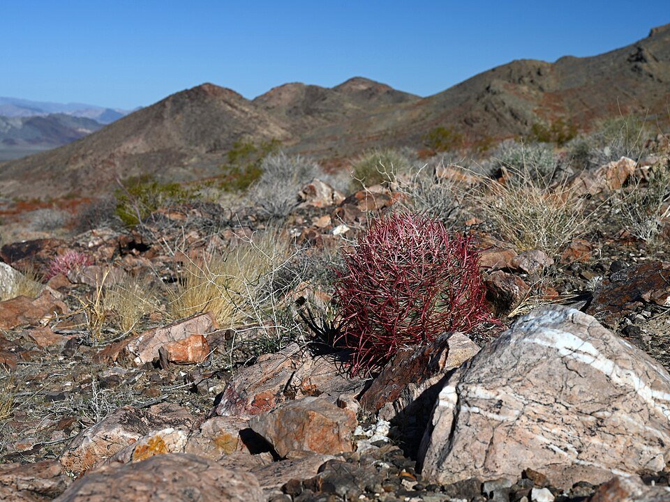 Homalocephala polycephala plant met meerdere groene rozetten en langwerpige bladeren in een pot.