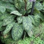 Kamerplant Adelonema Wallisii met groene bladeren en witte nerven.
