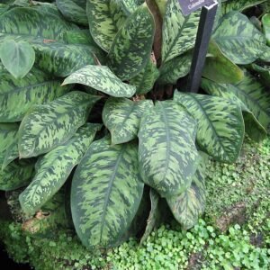 Kamerplant Adelonema Wallisii met groene bladeren en witte nerven.