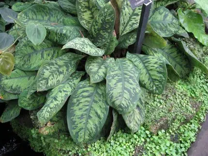 Kamerplant Adelonema Wallisii met groene bladeren en witte nerven.