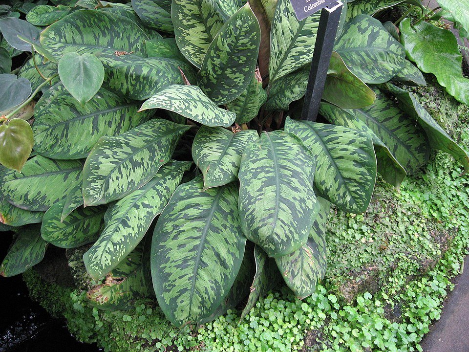 Kamerplant Adelonema Wallisii met groene bladeren en witte nerven.