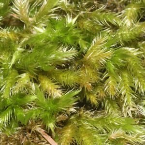 Groen mosplant met fijne bladeren en weelderige textuur.