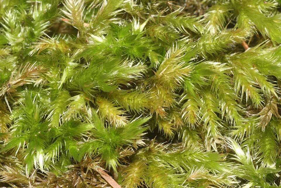 Groen mosplant met fijne bladeren en weelderige textuur.