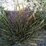 Sierlijk Hordeum jubatum siergras met zachte bloeiaren in zachte tinten.