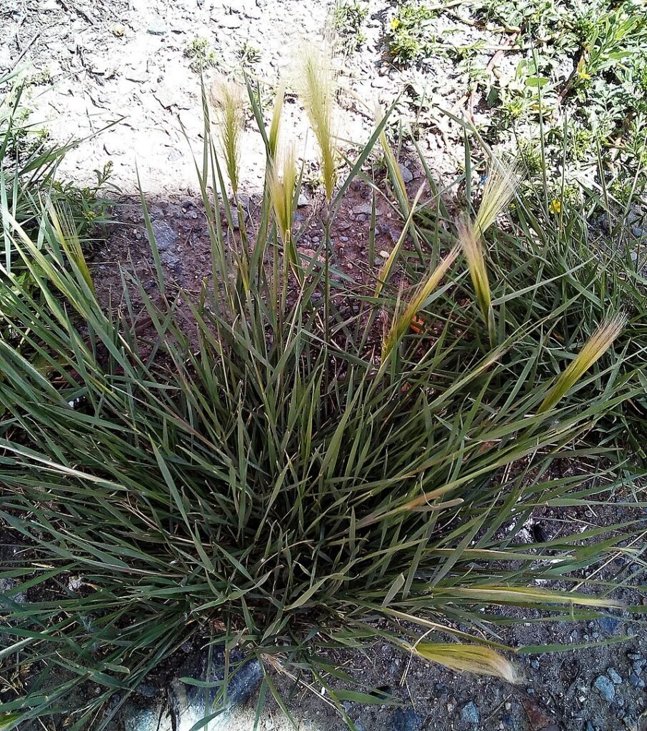 Sierlijk Hordeum jubatum siergras met zachte bloeiaren in zachte tinten.