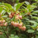 Paarse bloem van Kalmia latifolia met bladeren en knoppen in botanische tuin.