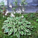 Hosta 'Undulata' met groen-wit gebladerte in een tuinsetting.