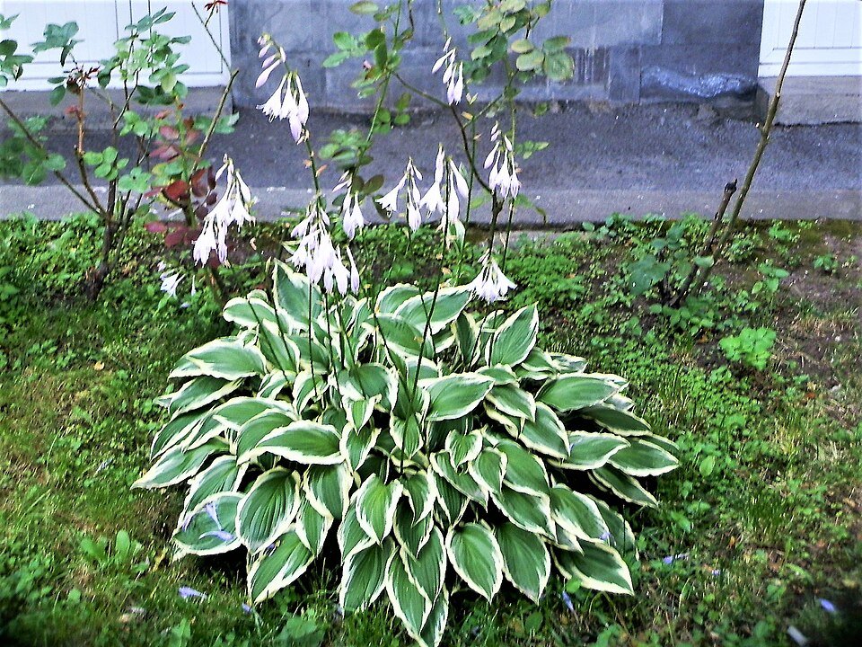 Hosta 'Undulata' met groen-wit gebladerte in een tuinsetting.