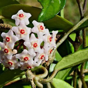 Mooie Grote wasbloem op kleigrond, winterhard.