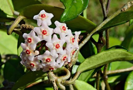 Mooie Grote wasbloem op kleigrond, winterhard.