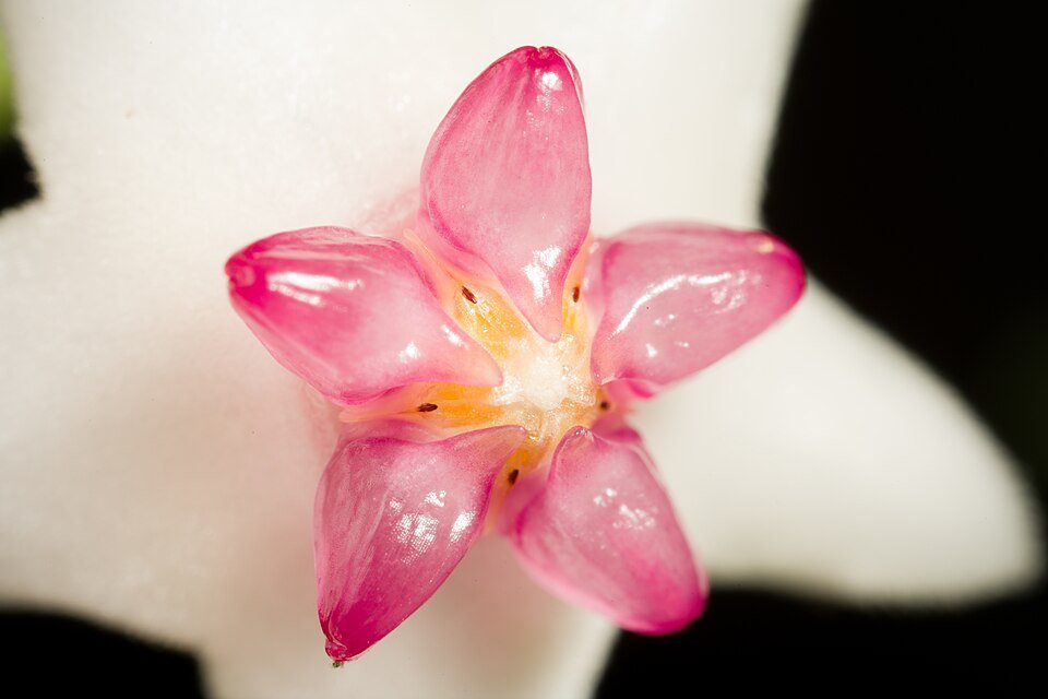 Hoya bella plant met groene bladeren en kleine witte bloemen.
