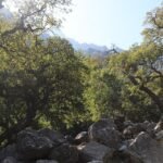 Nothofagus glauca boom met groene bladeren en gladde schors.