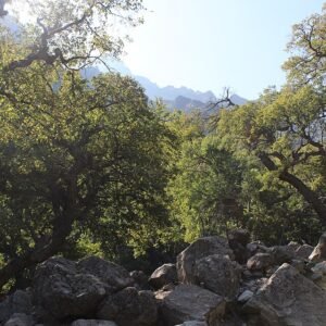 Nothofagus glauca boom met groene bladeren en gladde schors.