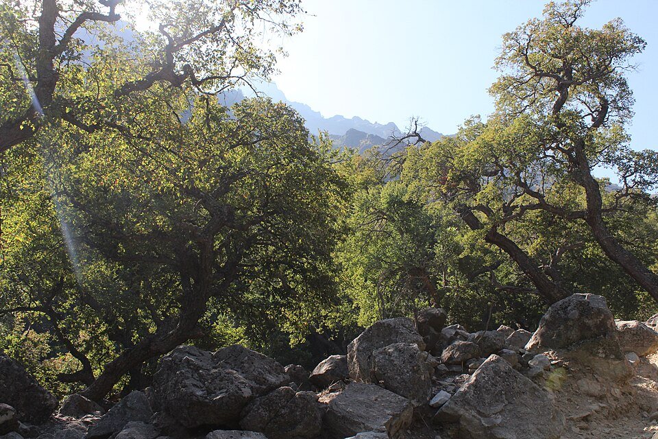 Nothofagus glauca boom met groene bladeren en gladde schors.