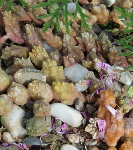 Huernia bloem met paarse strepen en stervormige bloemblaadjes.