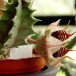 Close-up van gestreepte roze en groene bloem van Huernia zebrina.