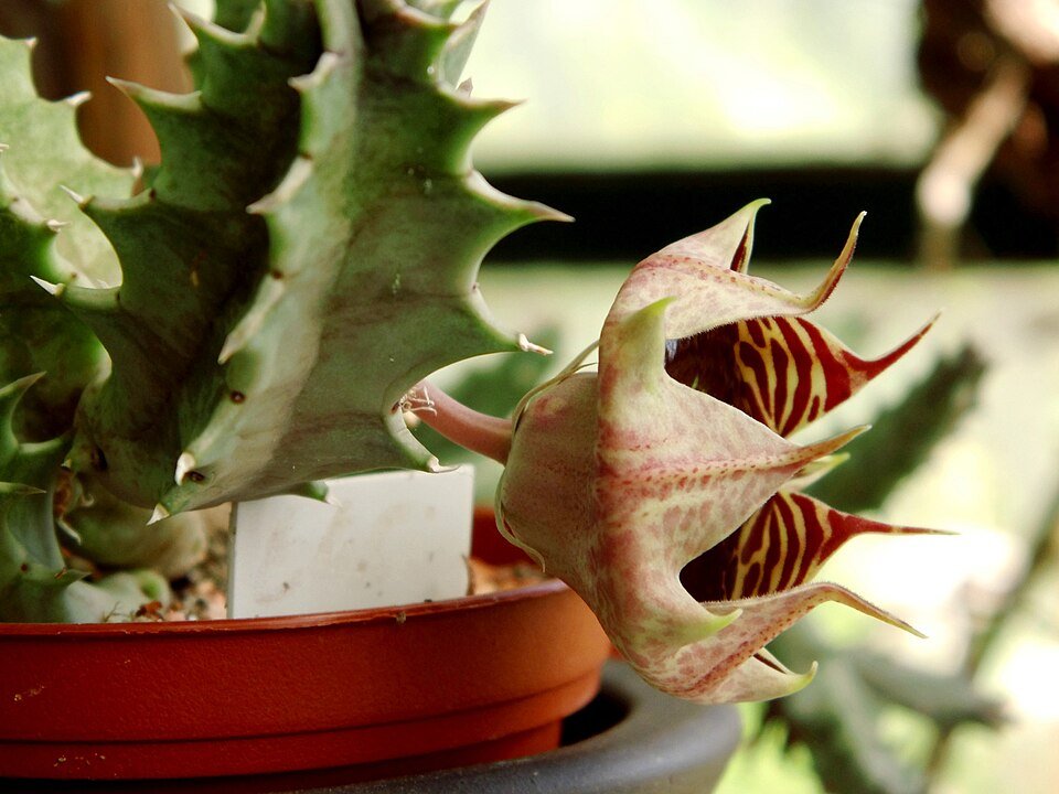 Close-up van gestreepte roze en groene bloem van Huernia zebrina.