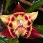 Gele bloem van Huntleya lucida tegen donkere achtergrond.