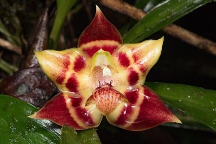 Gele bloem van Huntleya lucida tegen donkere achtergrond.