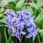 Paarse Hyacint bloemen in schaduw op neutrale achtergrond.