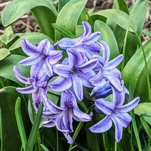 Paarse Hyacint bloemen in schaduw op neutrale achtergrond.