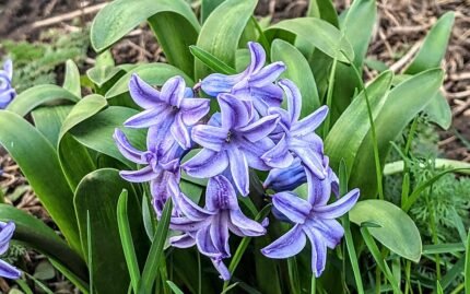 Paarse Hyacint bloemen in schaduw op neutrale achtergrond.