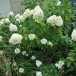 Hydrangea (Limelight) bloemen in levendige groene kleur.