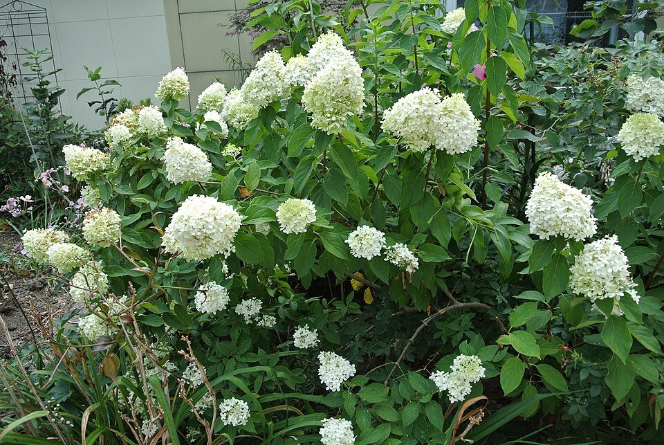 Hydrangea (Limelight) bloemen in levendige groene kleur.