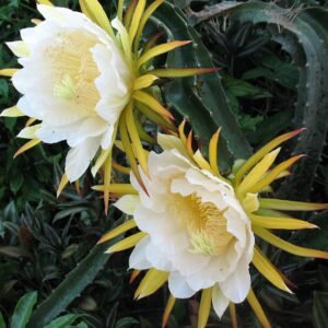 Zeldzame Selenicereus costaricensis cactus met witte bloemen in bloei.