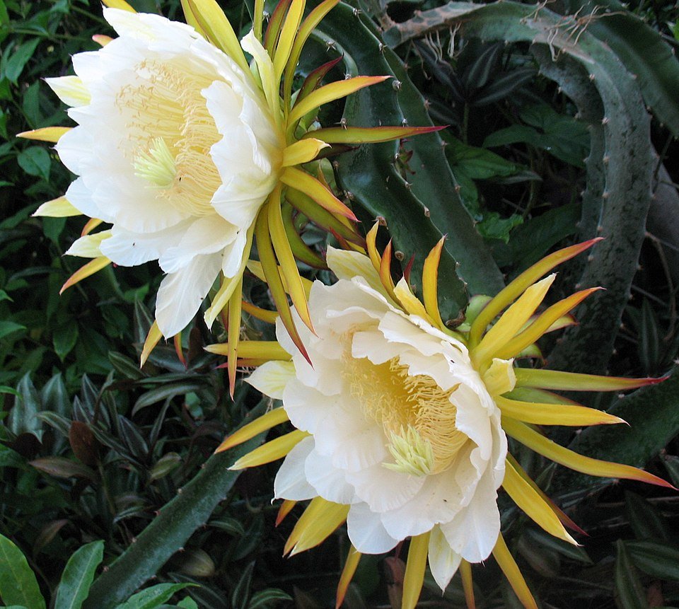 Zeldzame Selenicereus costaricensis cactus met witte bloemen in bloei.