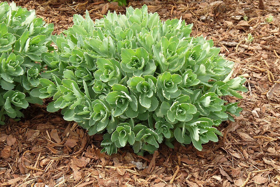 Roze hemelsleutelplant in bloei met groene bladeren.
