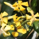 Gele bloemen van Hymenosporum flavum tegen groen bladeren.